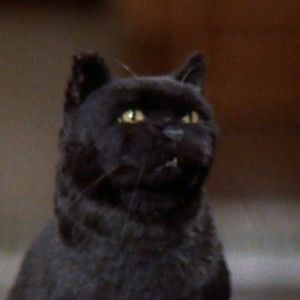 Meet your Posher, Elliot